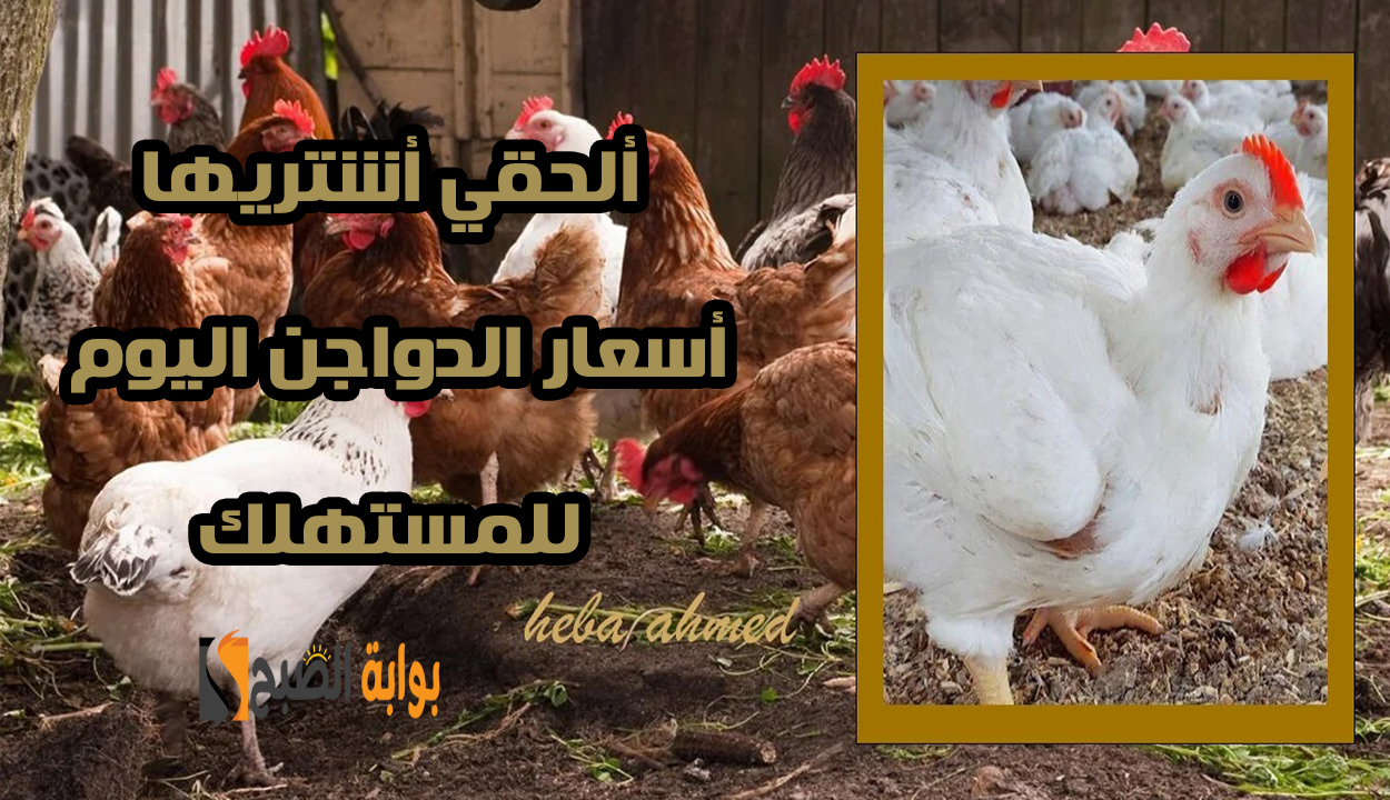 أسعار الدواجن اليوم