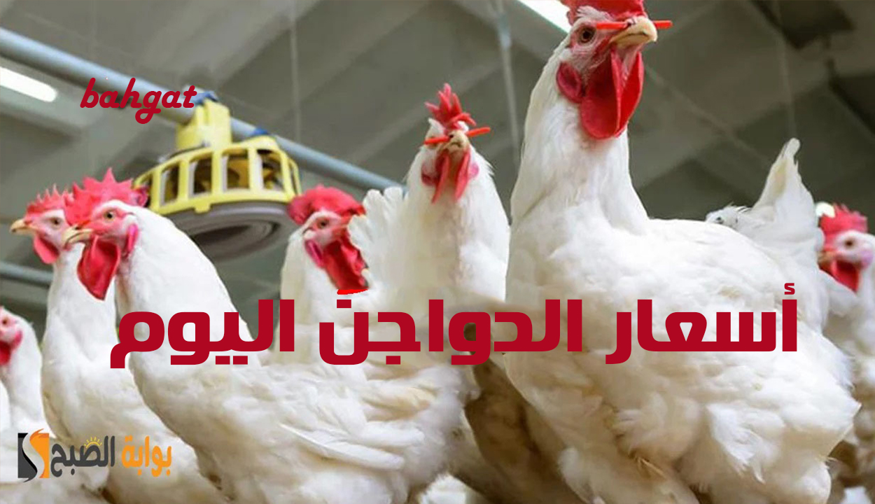 أسعار الدواجن اليوم