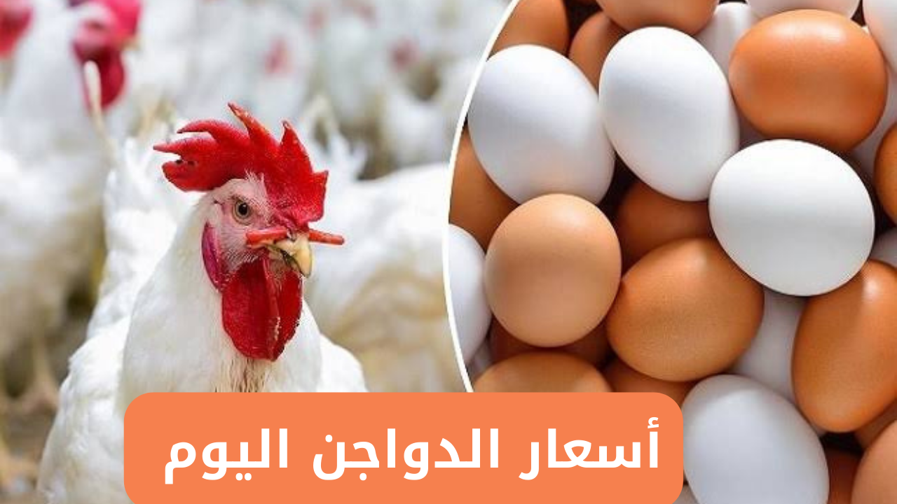أسعار الدواجن اليوم