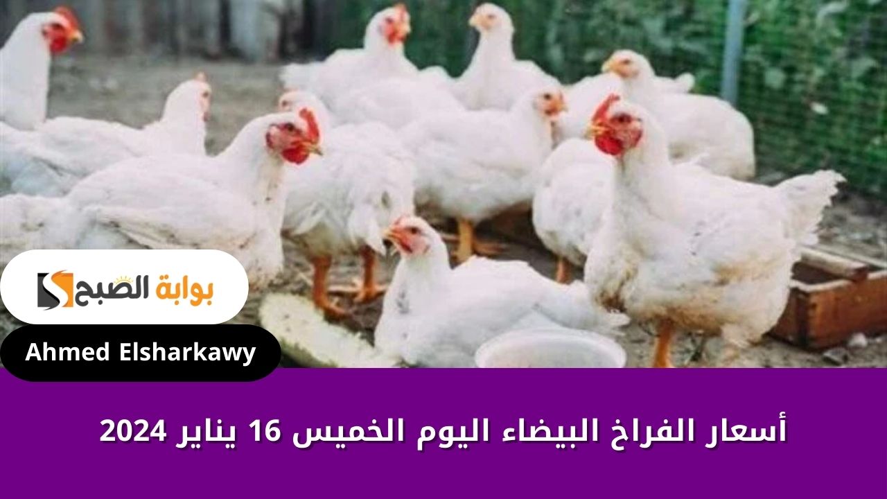 أسعار الفراخ البيضاء اليوم الخميس 16 يناير 2024