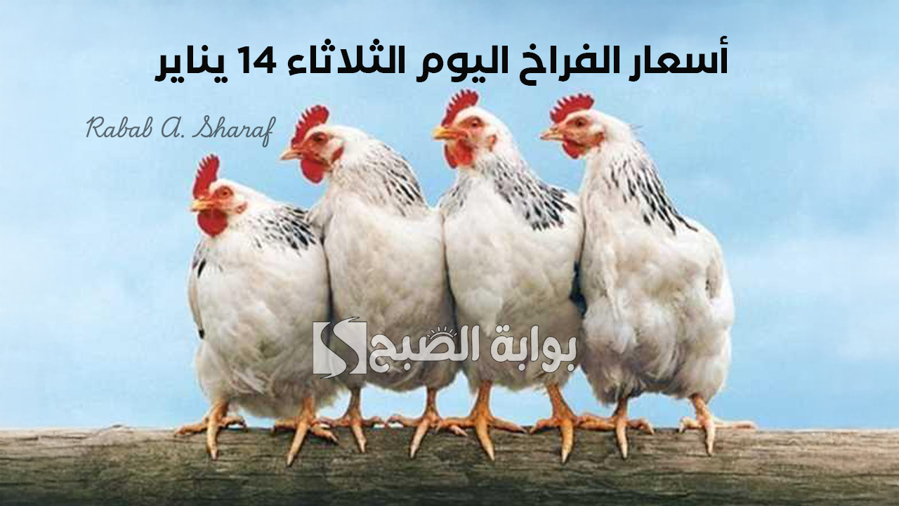 أسعار الفراخ اليوم الثلاثاء 14 يناير