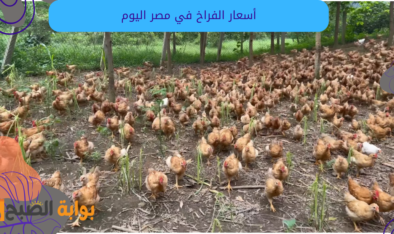 أسعار الفراخ في مصر اليوم