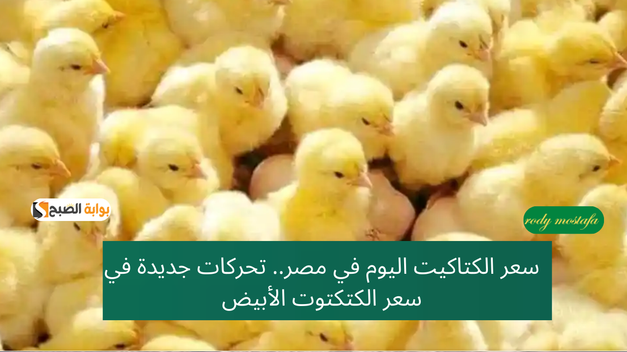 سعر الكتاكيت اليوم في مصر