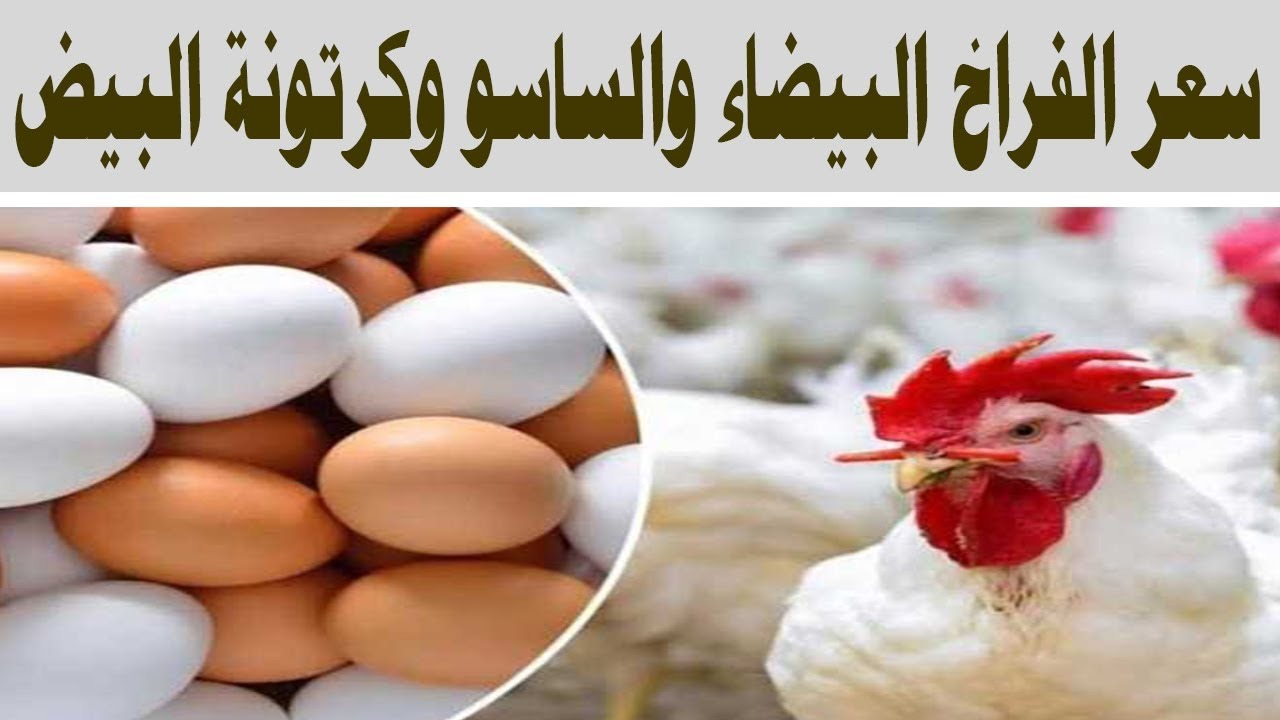 بعد ارتفاع الدواجن.. أسعار الفراخ البيضاء والساسو وكرتونة البيض اليوم الأربعاء 22 يناير 2025 للمستهلك