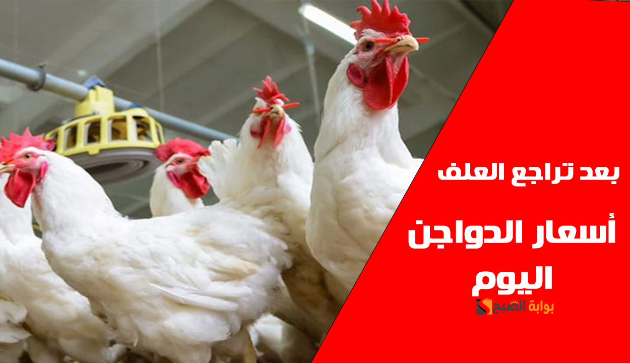 بعد انخفاض العلف أسعار الدواجن اليوم في مصر