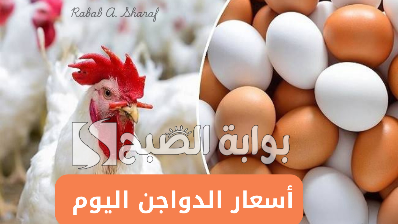 بورصة الدواجن اليوم أسعار الفراخ البيضاء