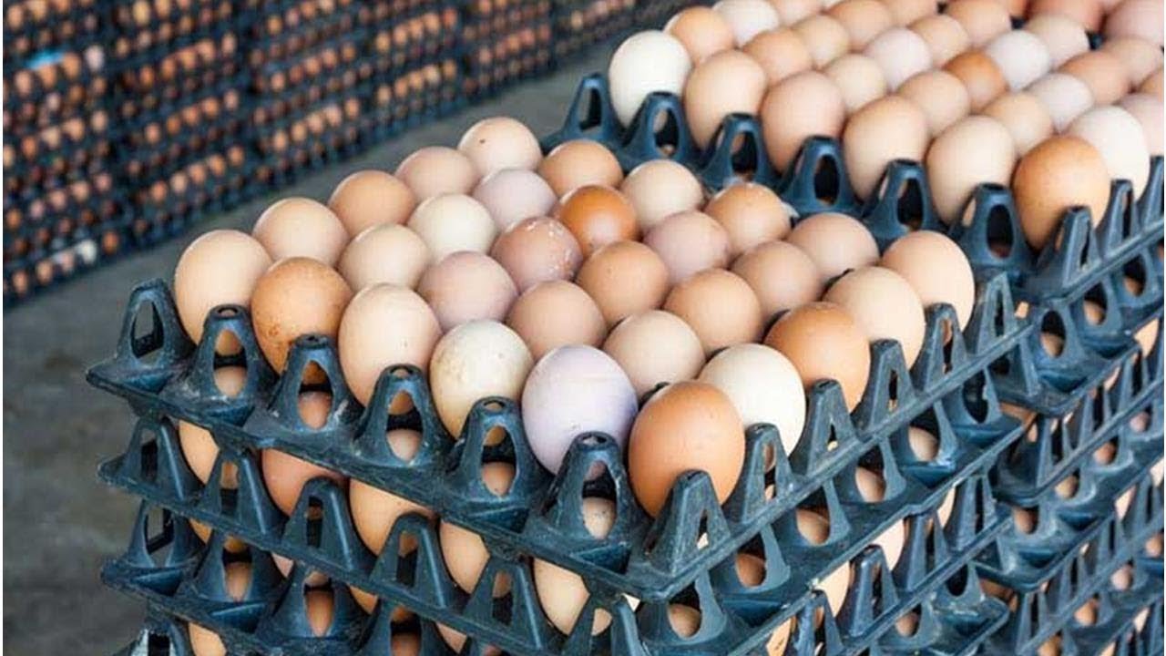 سعر كرتونة البيض اليوم
