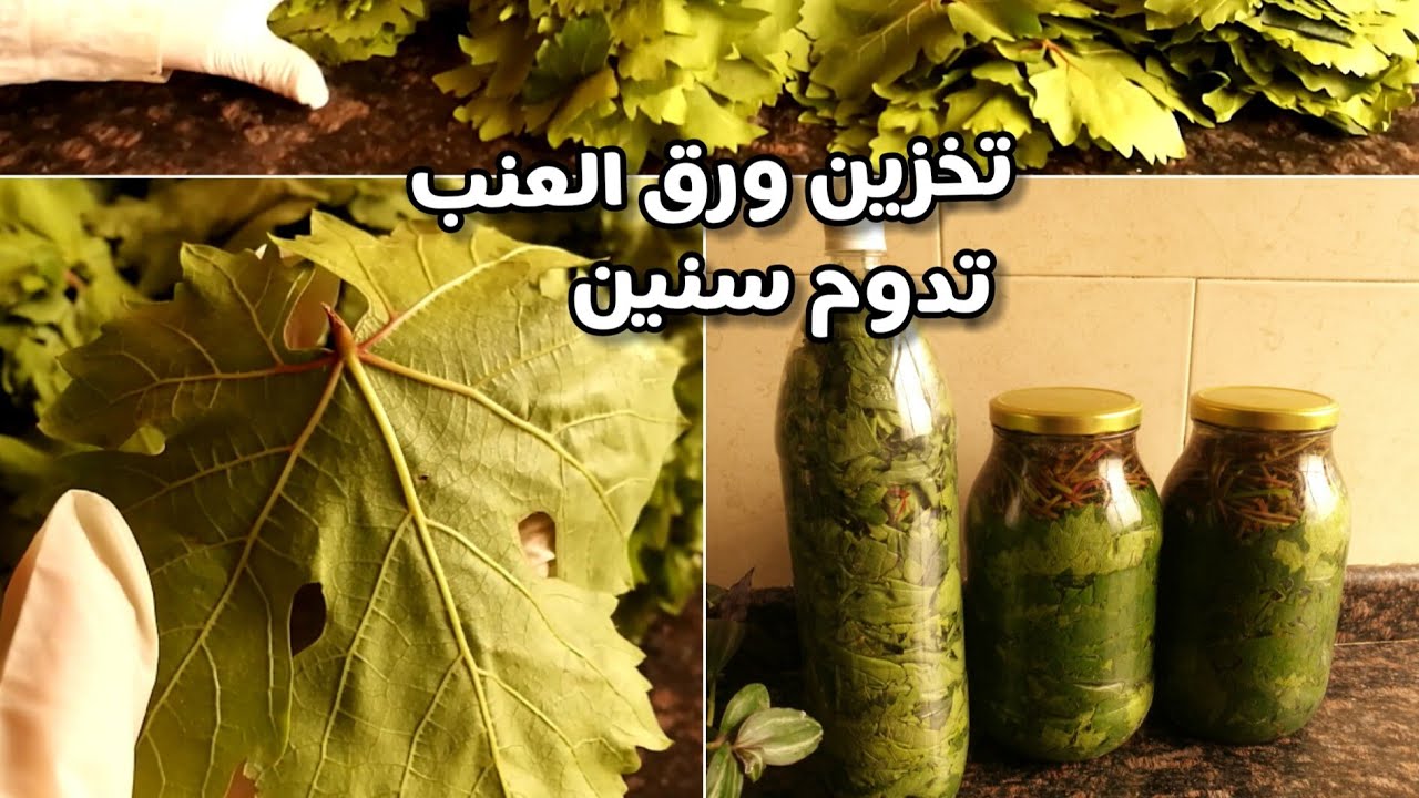 طريقة تخزين ورق العنب في الفريزر