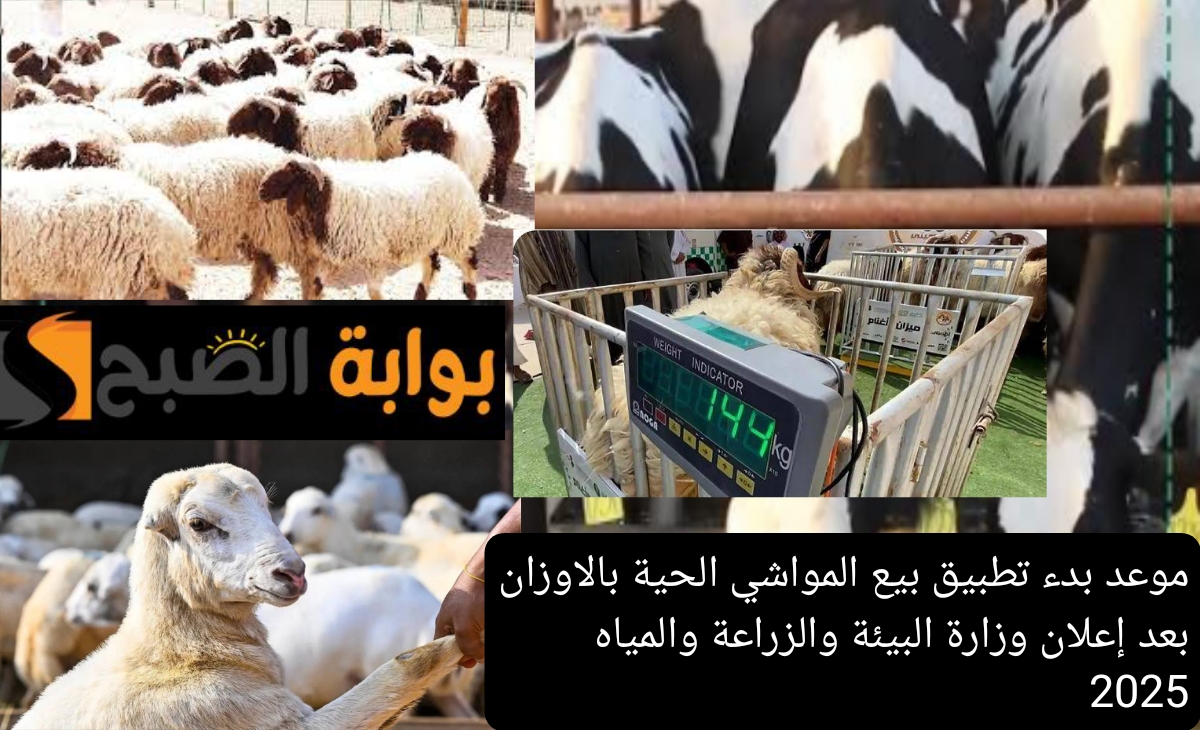 موعد بدء تطبيق بيع المواشي الحية بالاوزان بعد إعلان وزارة البيئة والزراعة والمياه 2025 1446