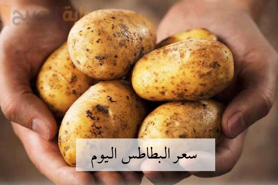 سعر البطاطس اليوم