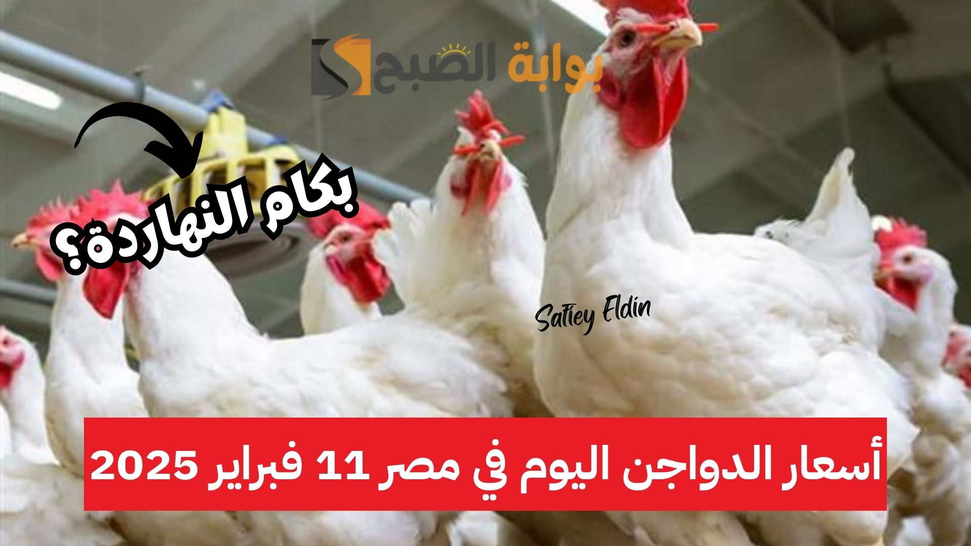 أسعار الدواجن اليوم في مصر 11 فبراير 2025