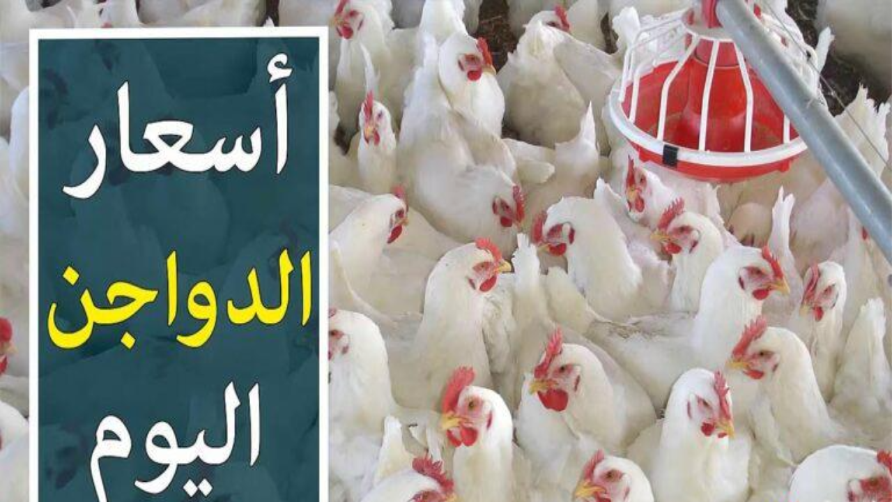 أسعار الفراخ البيضاء اليوم الثلاثاء