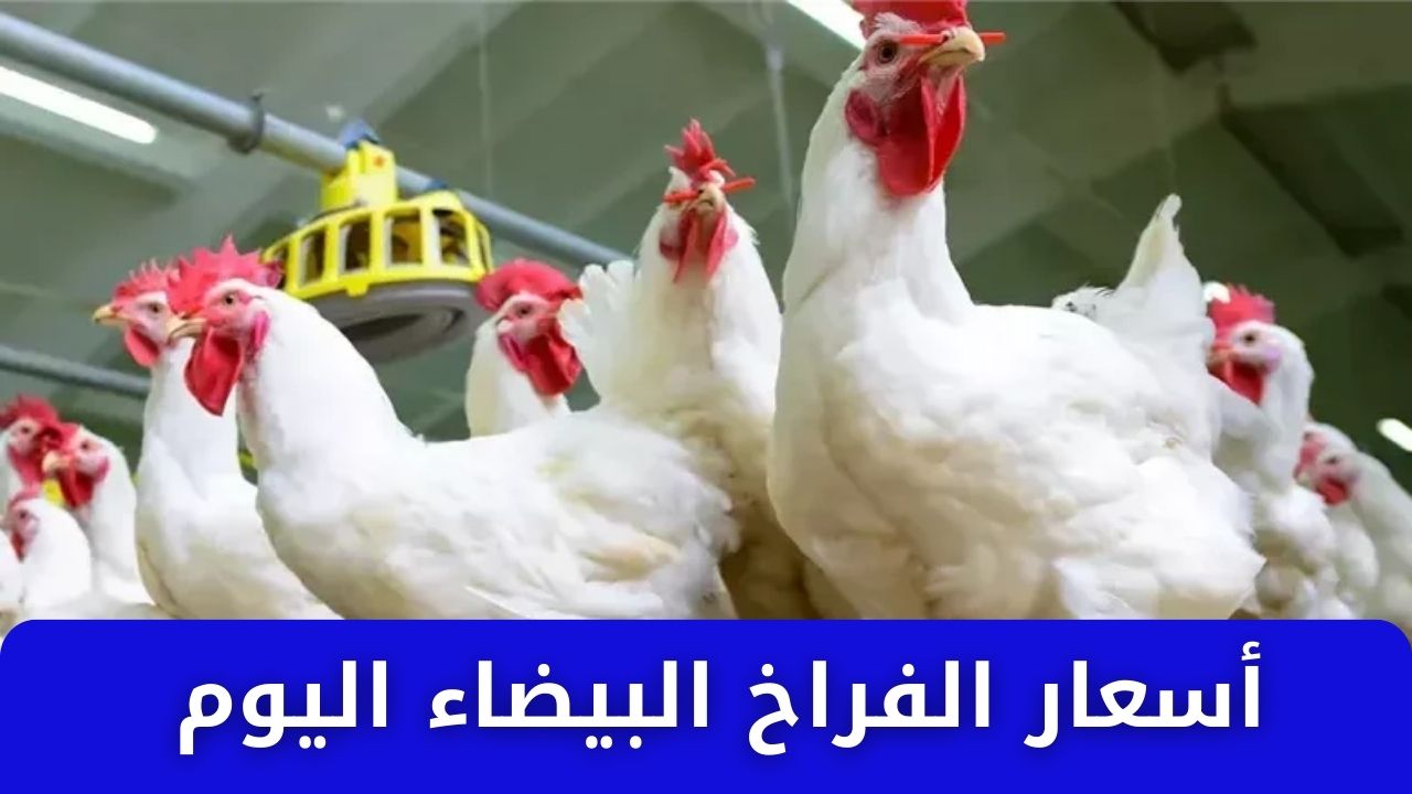 أسعار الفراخ البيضاء اليوم