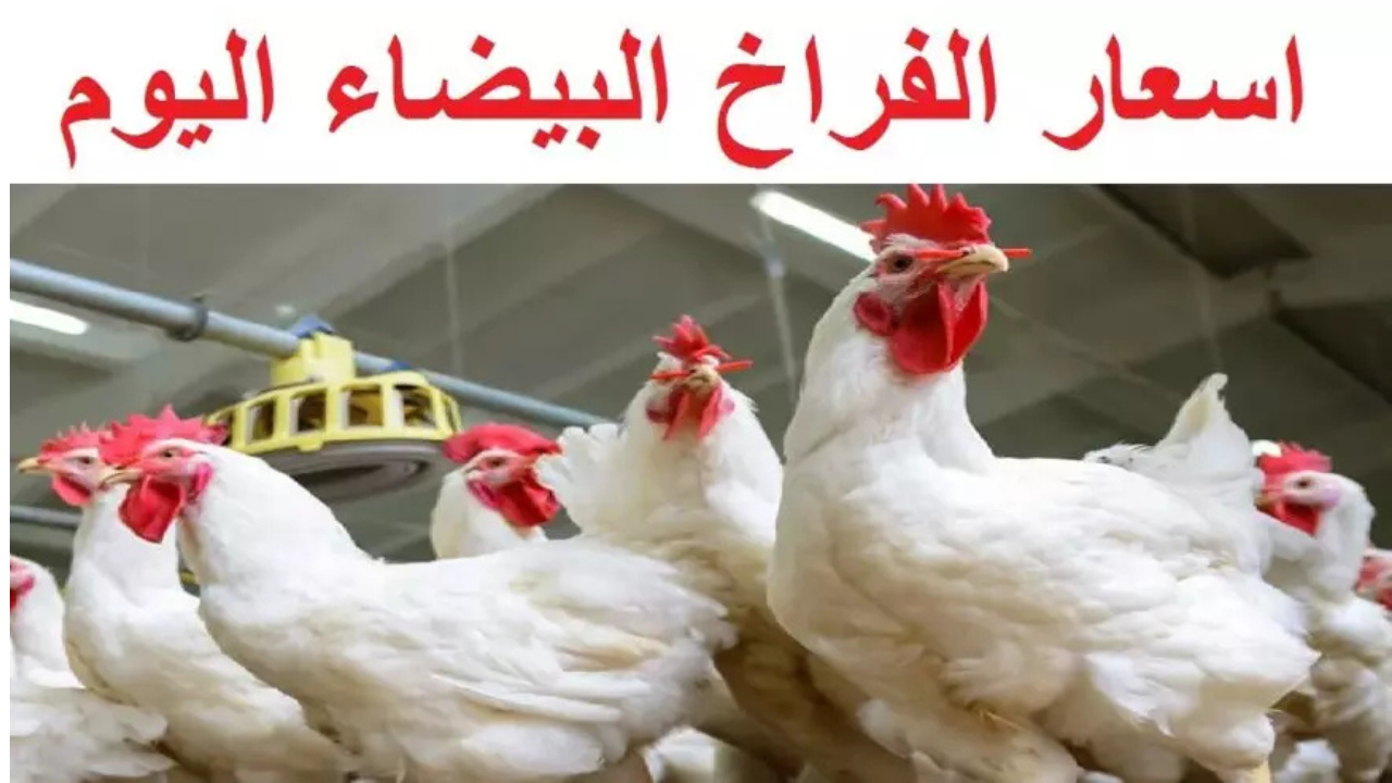 أسعار الفراخ البيضاء في بورصة الدواجن اليوم الأحد 16 فبراير 2025