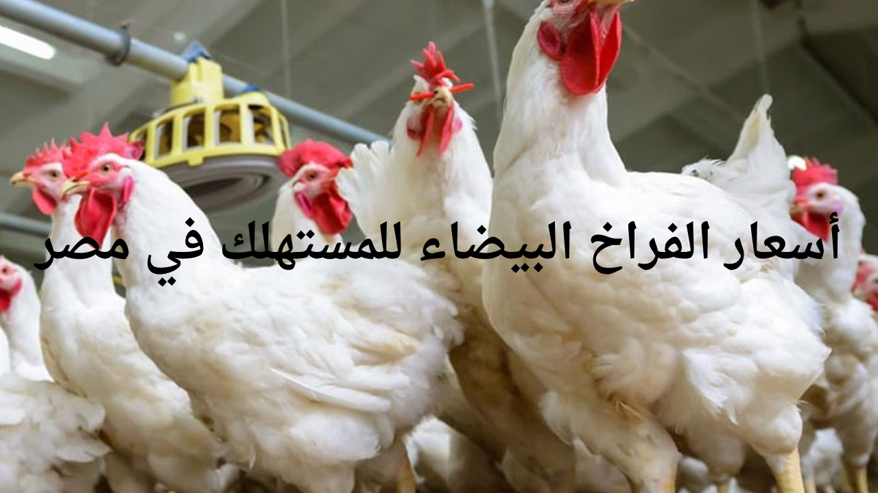 أسعار الفراخ البيضاء للمستهلك في مصر