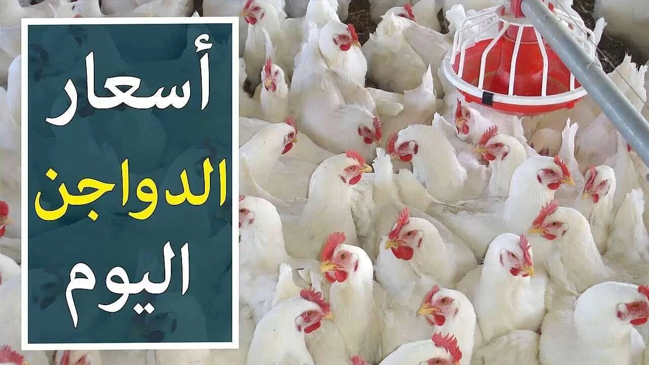 أسعار الفراخ في بورصة الدواجن اليوم