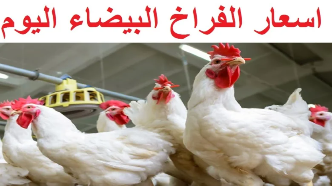 اسعار الدواجن اليوم في البورصة الاربعاء