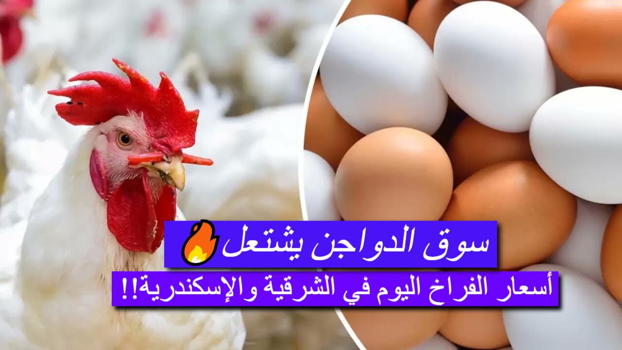 أسعار الفراخ في الشرقية والإسكندرية ا