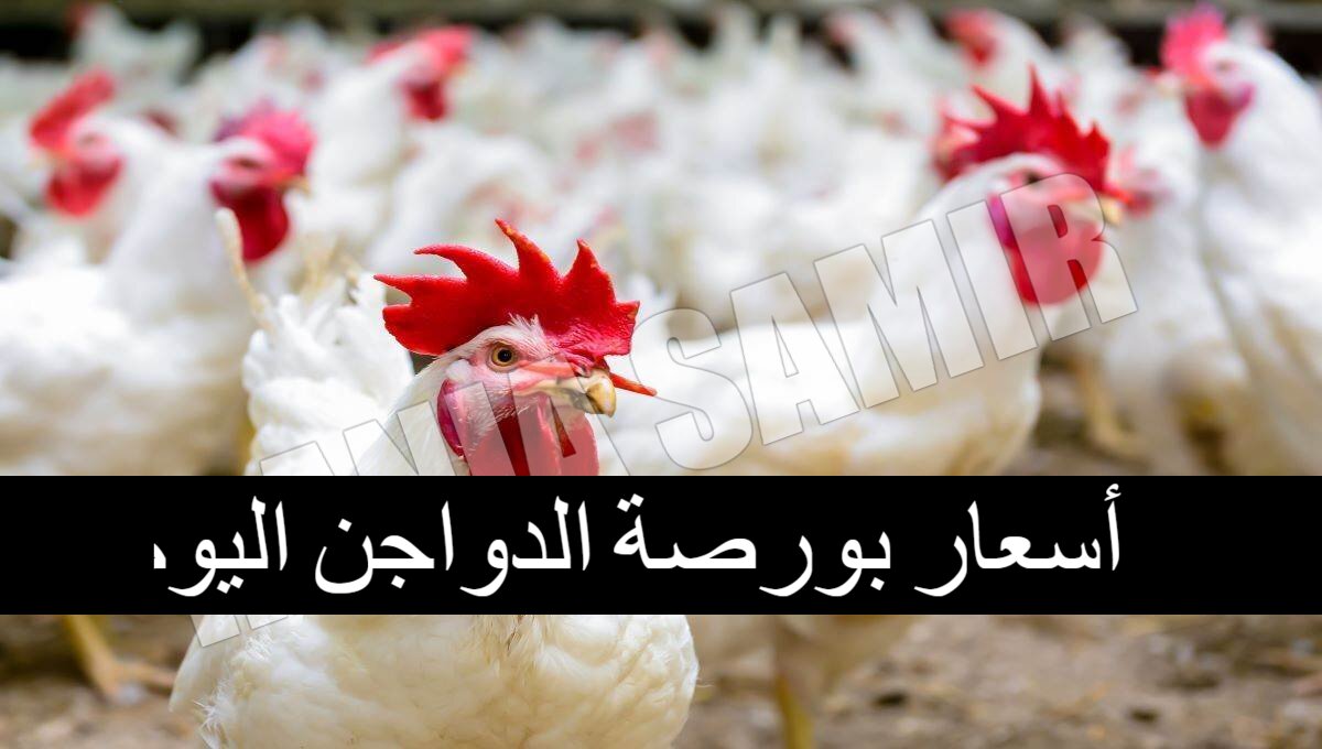 أسعار بورصة الدواجن اليوم