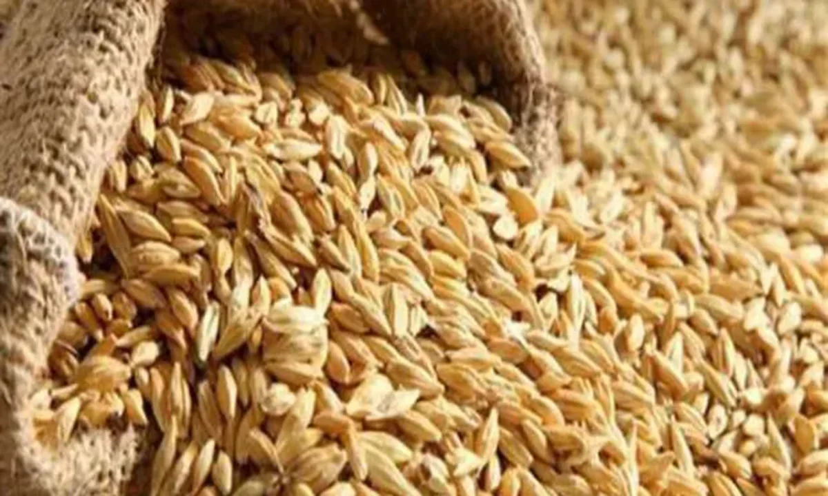 أسعار الأرز الشعير اليوم الأربعاء 12-3-2025