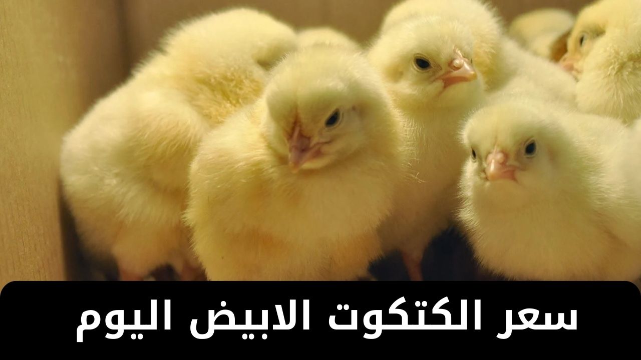 سعر الكتكوت الابيض اليوم