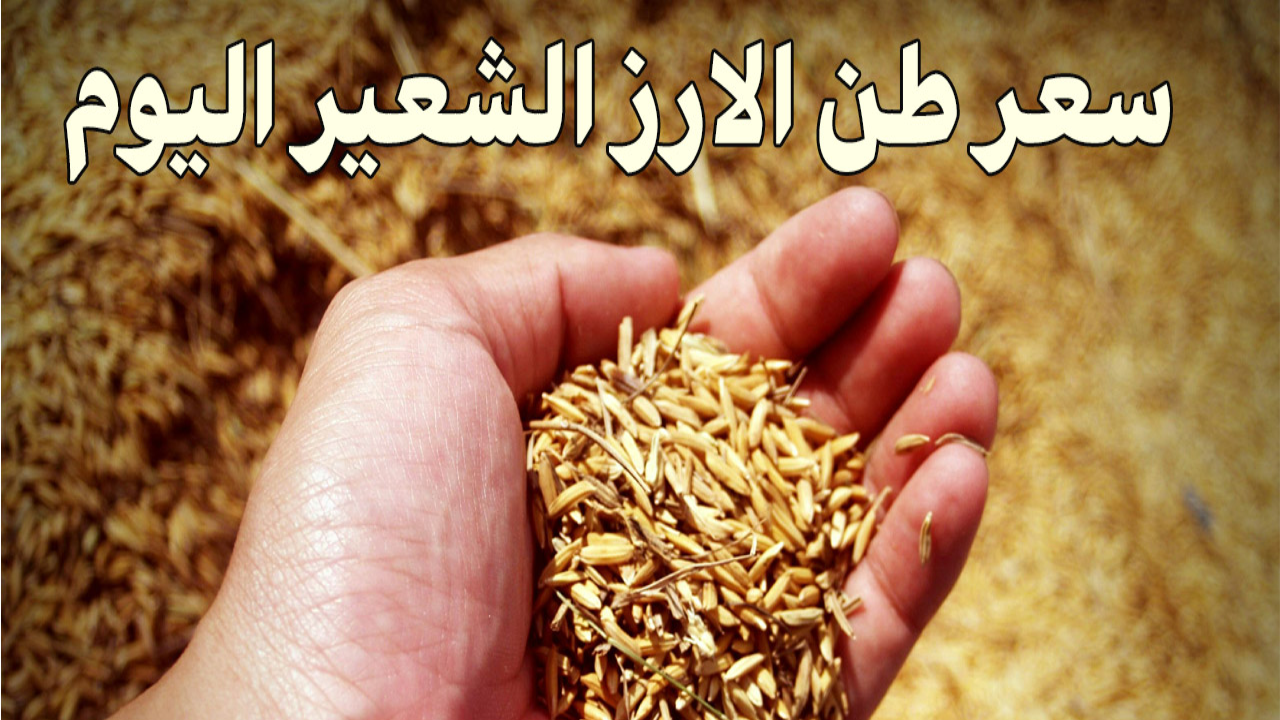سعر طن الأرز الشعير اليوم الأربعاء 19 فبراير 2025 في مصر