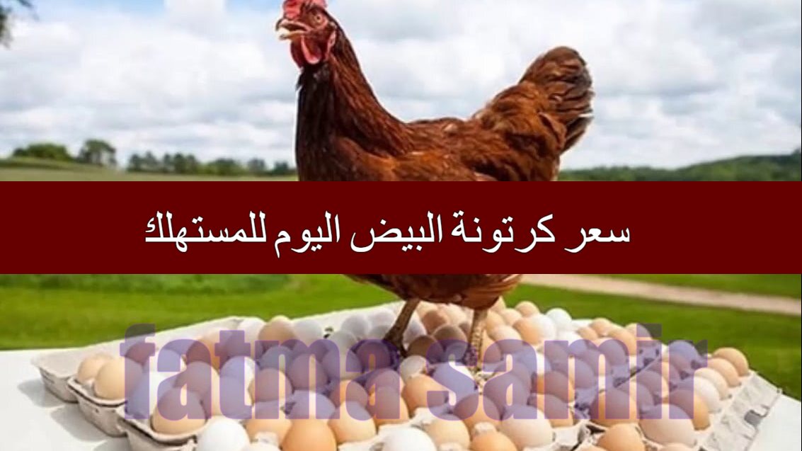 سعر كرتونة البيض اليوم للمستهلك