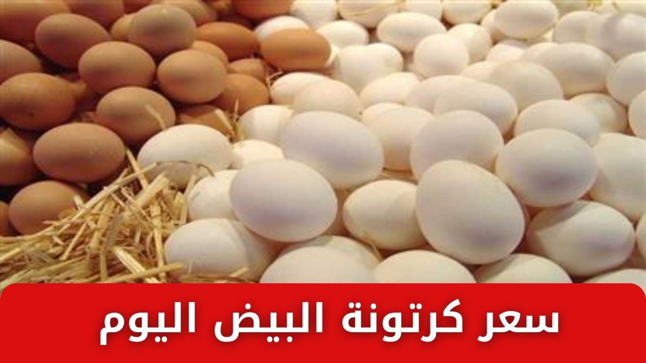 سعر كرتونة البيض اليوم