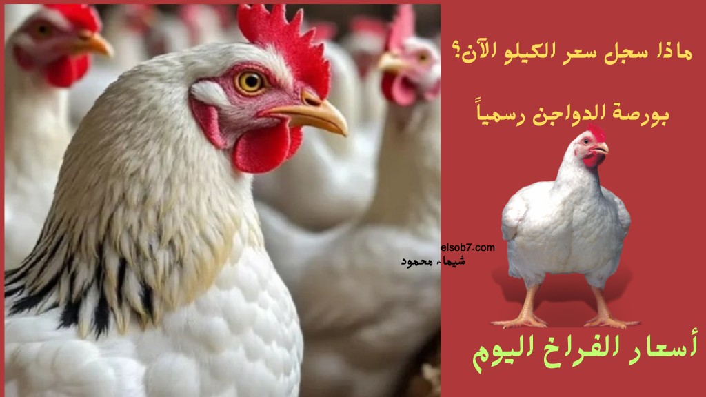 سعر كيلو الفراخ اليوم