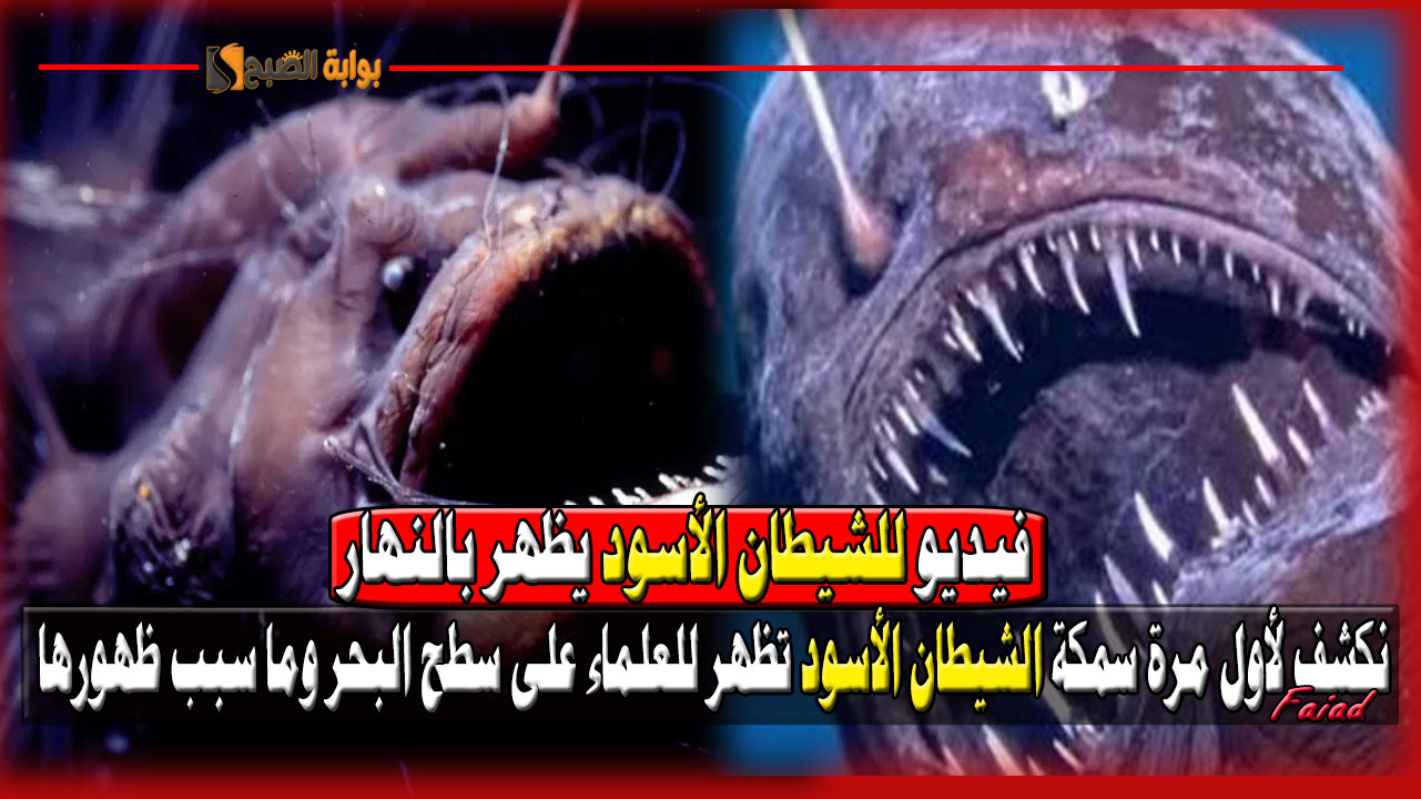 نكشف لأول مرة سمكة الشيطان الأسود تظهر للعلماء على سطح البحر وما سبب ظهورها