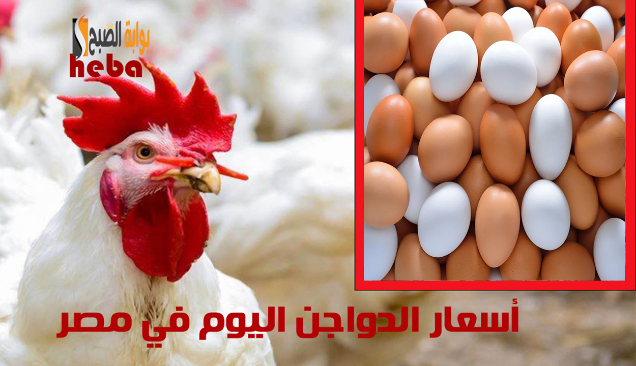 أسعار الدواجن اليوم في مصر