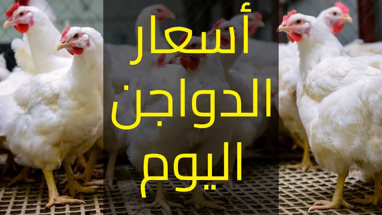 أسعار الدواجن في مصر