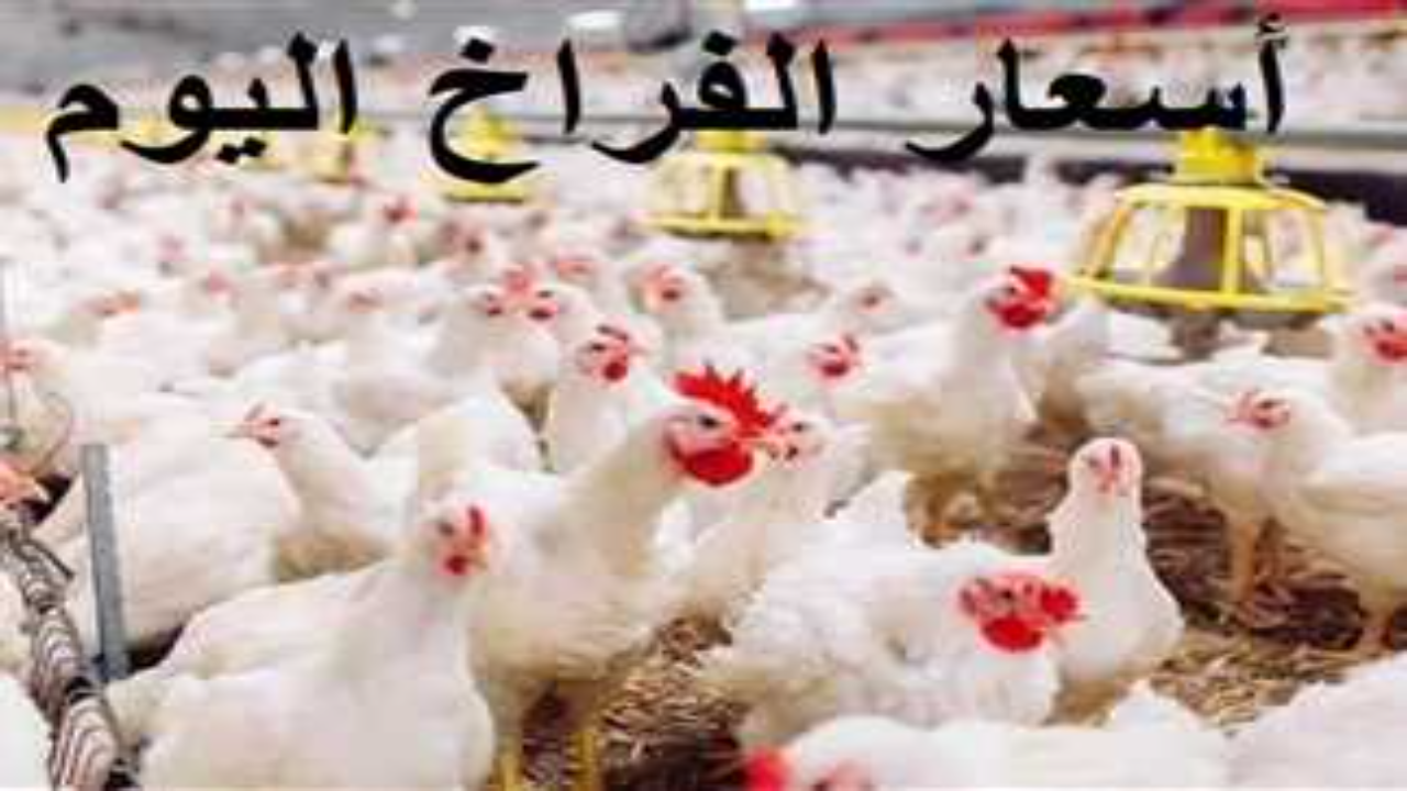أسعار الفراخ البيضاء اليوم