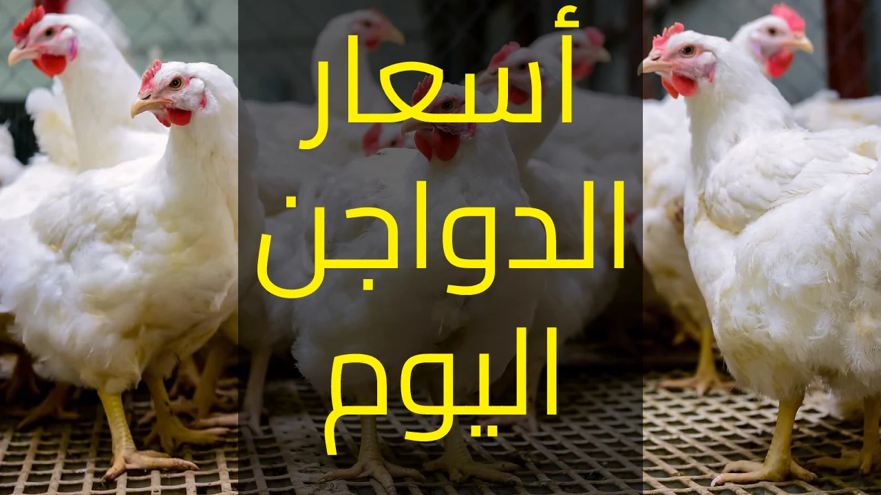 أسعار بورصة الدواجن
