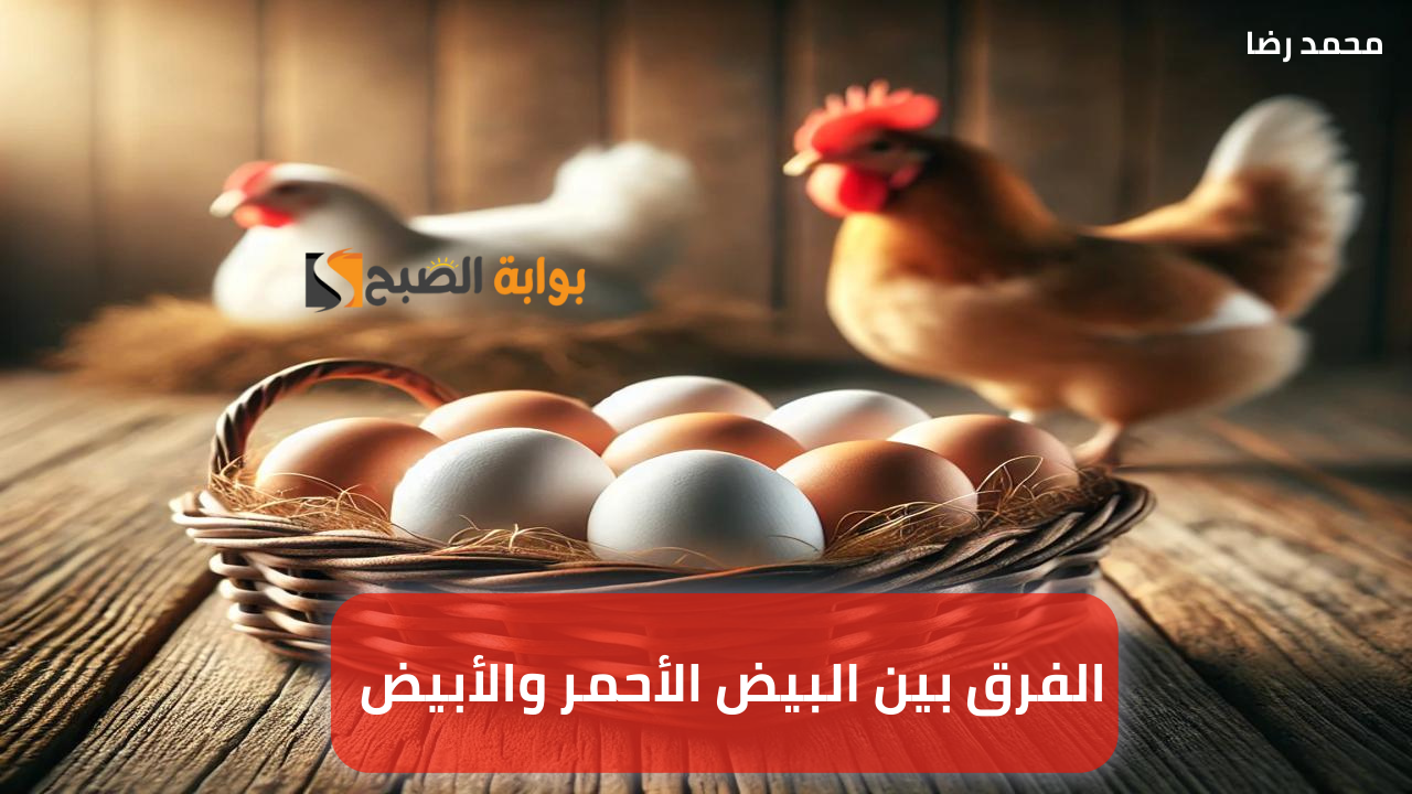 الفرق بين البيض الأحمر والأبيض