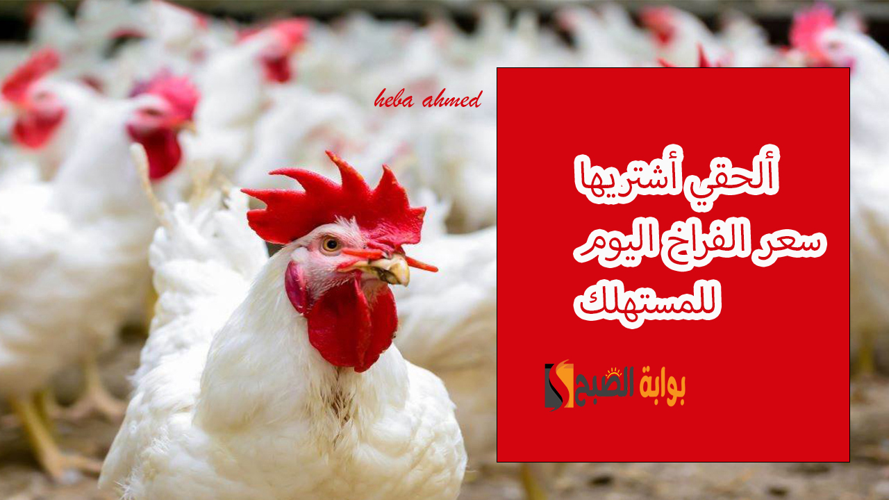 أسعار الدواجن اليوم