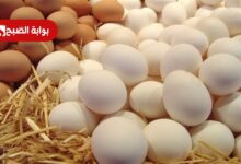 سعر كرتونة البيض اليوم